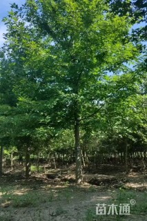 5公分北美红栎