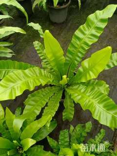 高度25厘米鸟巢蕨