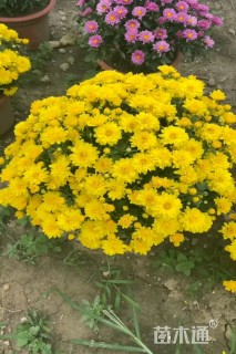 高度25厘米千头菊