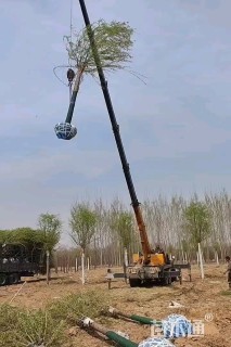 12公分嫁接垂柳