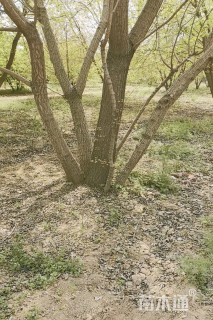 高度900厘米丛生元宝枫