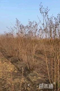 高度200厘米丛生紫薇