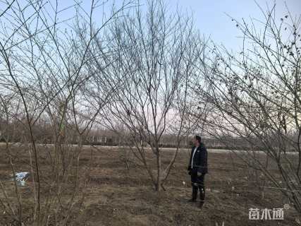 10公分日本红枫