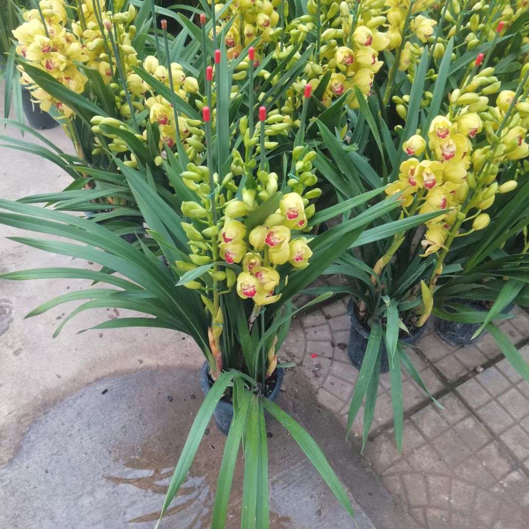 高度35厘米大花蕙兰