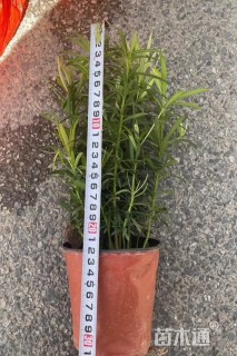 0.5公分罗汉松