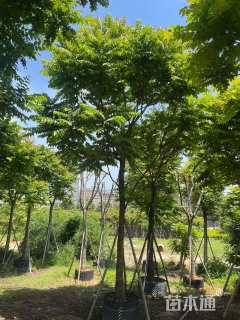 15公分麻楝