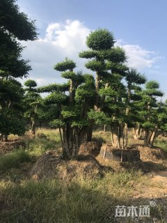 25公分造型小叶女贞