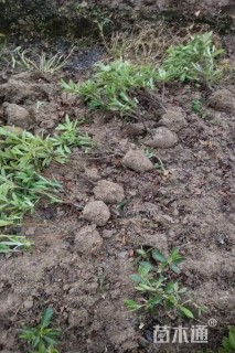 高度25厘米毛鹃小苗