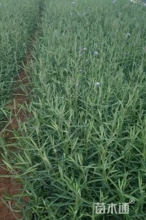 高度30厘米马鞭草