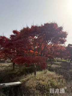 16公分日本红枫