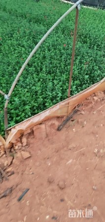 小杯苗樱桃鼠尾草