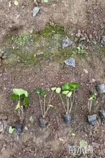 高度10厘米大吴风草