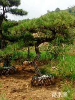 高度2000厘米油松