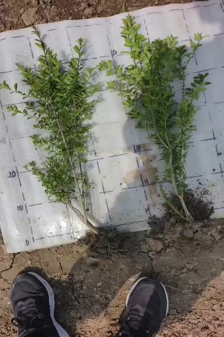 高度50厘米水蜡