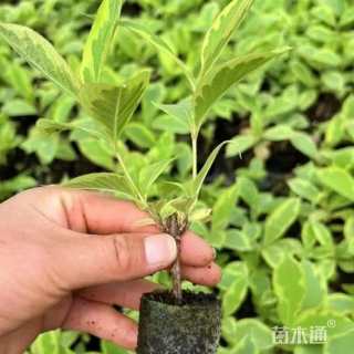 高度30厘米花叶锦带