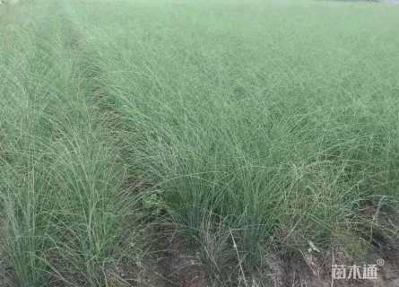 高度30厘米矢羽芒