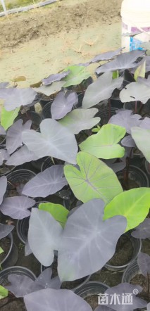 高度35厘米黑美人