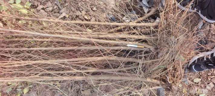 高度100厘米榆树小苗