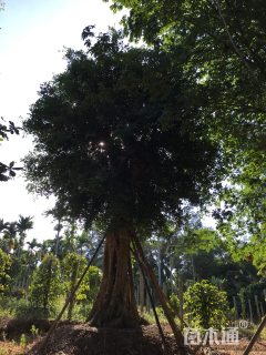高度600厘米金钱榕