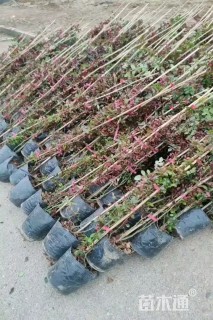 高度200厘米月季