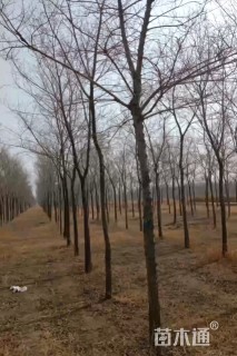 8公分金叶榆