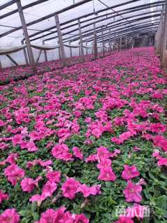 高度10厘米牵牛