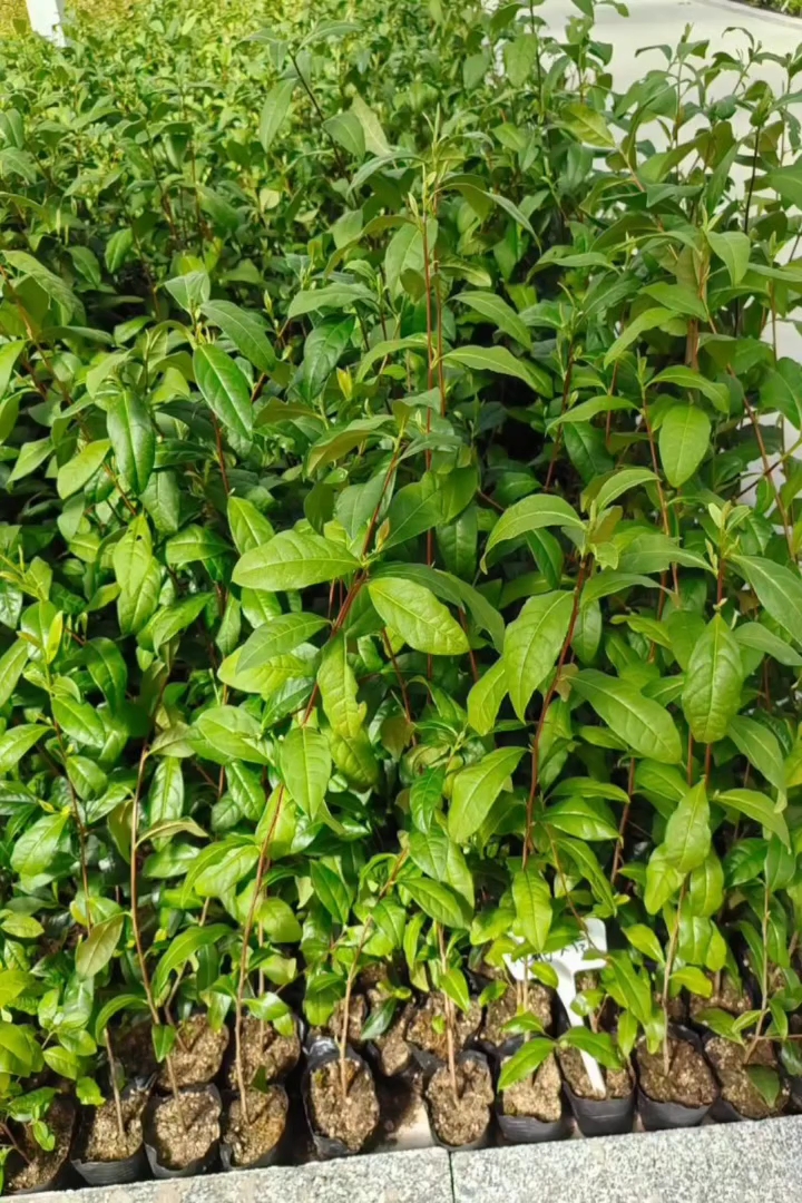 高度40厘米茶树