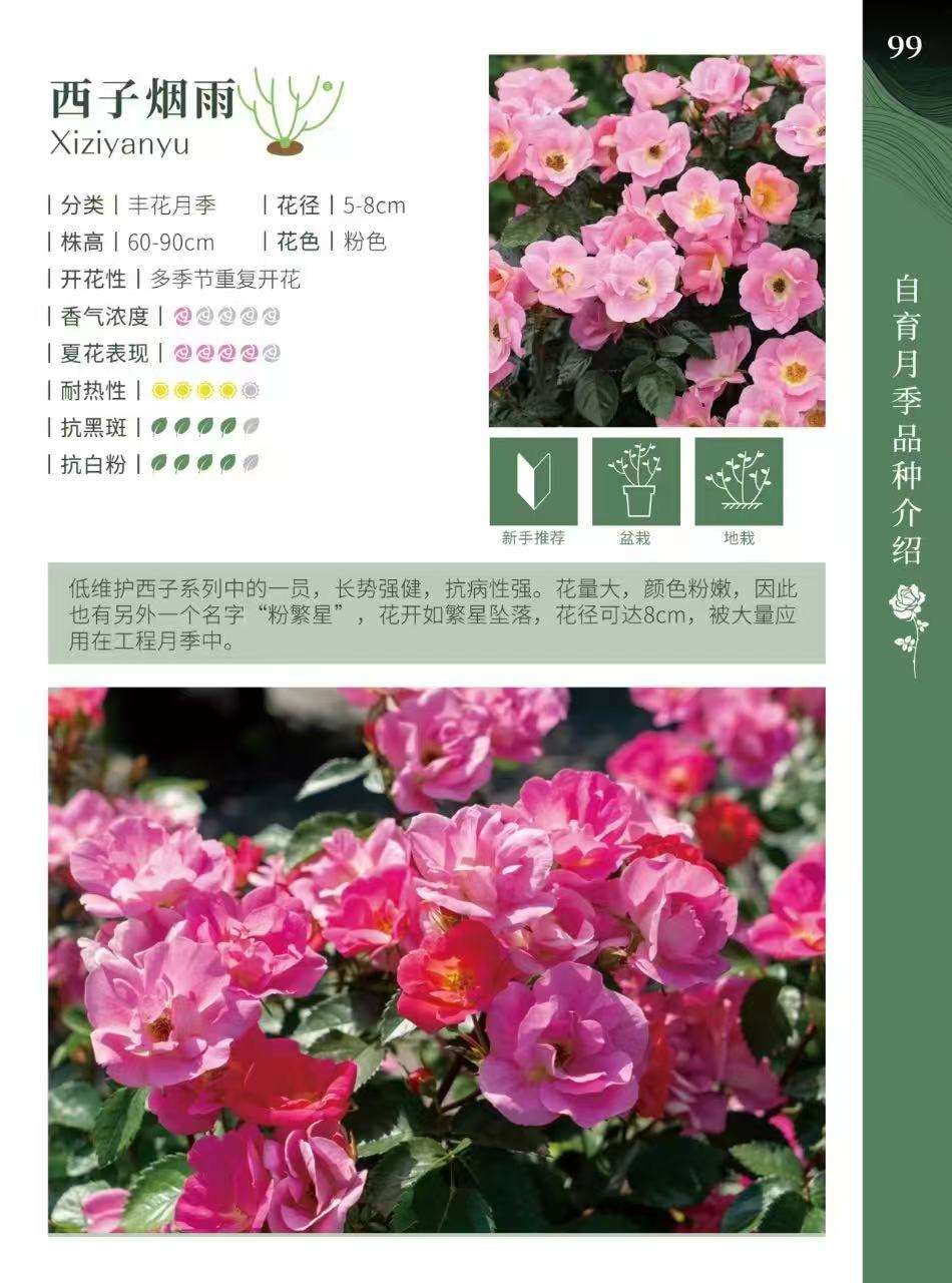 高度20厘米月季
