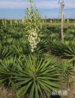 高度60厘米凤尾兰