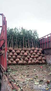 3公分嫁接树状月季