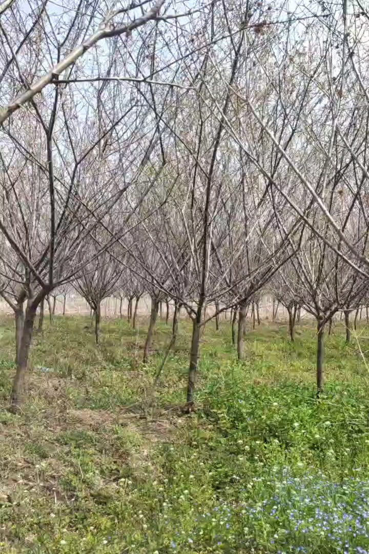 高度500厘米朱砂梅