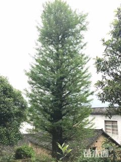 30公分银杏