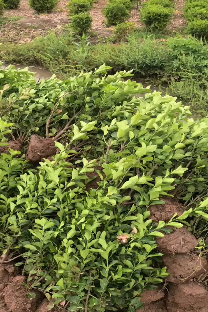 高度40厘米卫矛