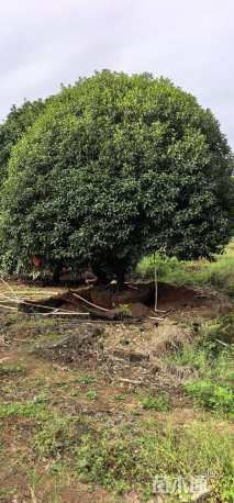 高度550厘米丛生桂花