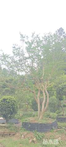 高度300厘米红花紫薇