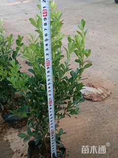 高度35厘米瓜子黄杨