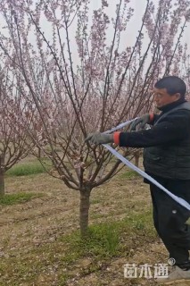 15公分红梅