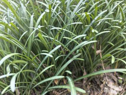 高度15厘米青绿苔草