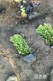 高度80厘米大叶黄杨小苗