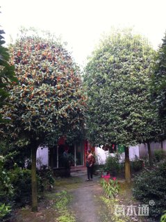 15公分桂花