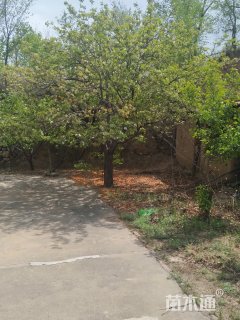 30公分八棱海棠