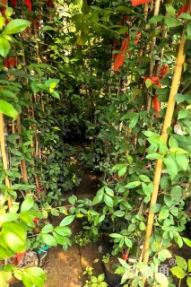 300厘米风车茉莉