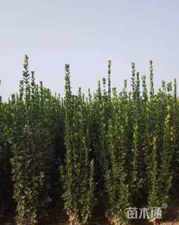 高度150厘米大叶黄杨柱