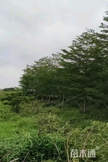 13公分小叶榄仁
