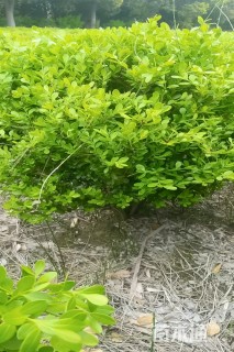 冠幅60厘米瓜子黄杨球