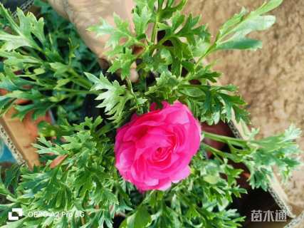 高度20厘米花毛茛