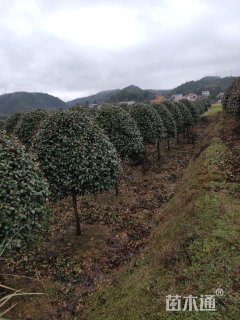 10公分红叶石楠