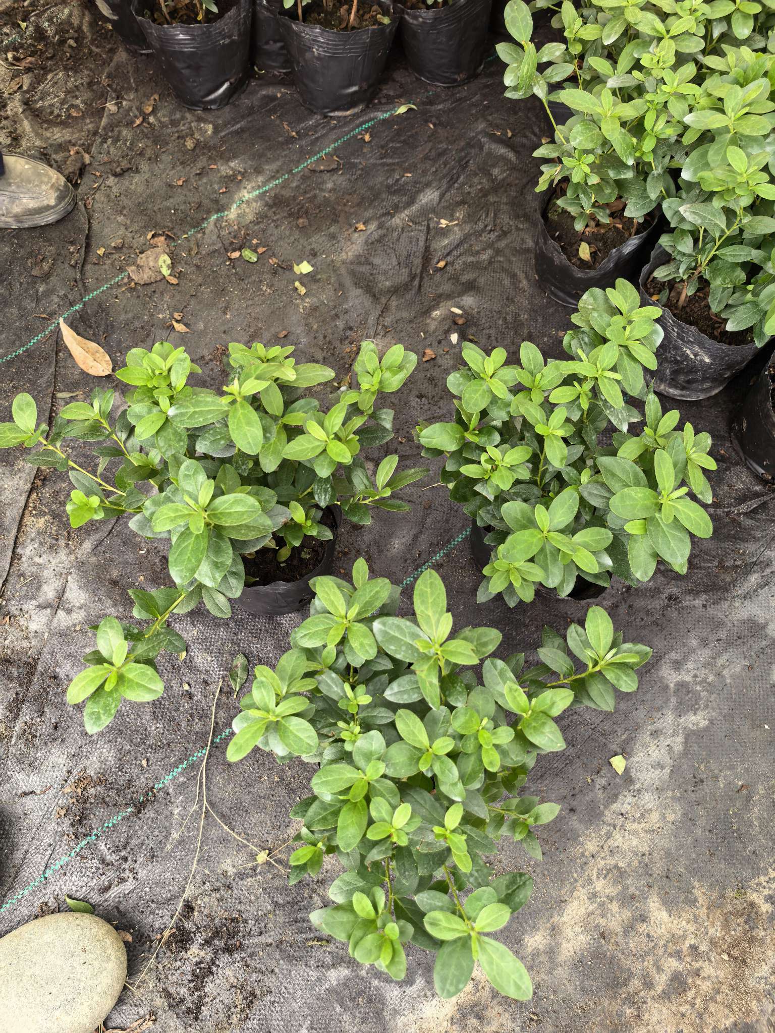 高度20厘米西洋杜鹃