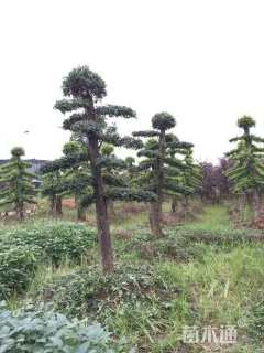 15公分造型榆树