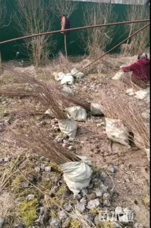 高度50厘米矮紫薇小苗